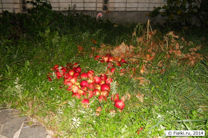 яблоки на траве