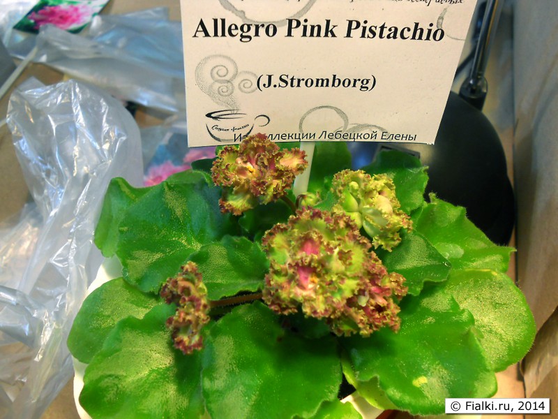 Allegro Pink Pistachio