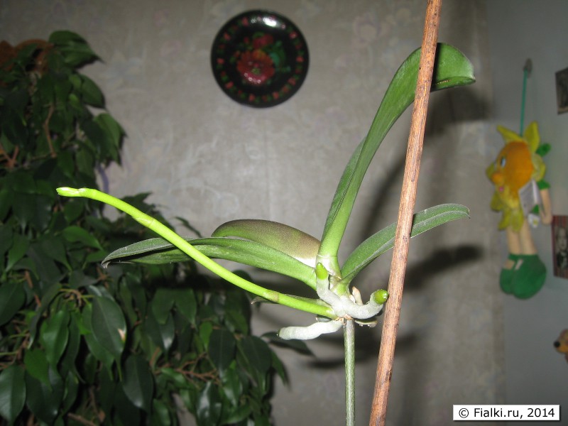 детка на цветоносе орхидеи