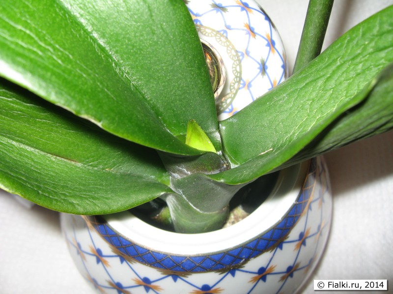 орхидея реанимация