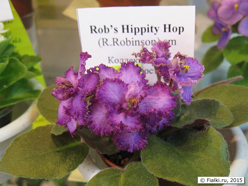 Rob's Hippity Hop 