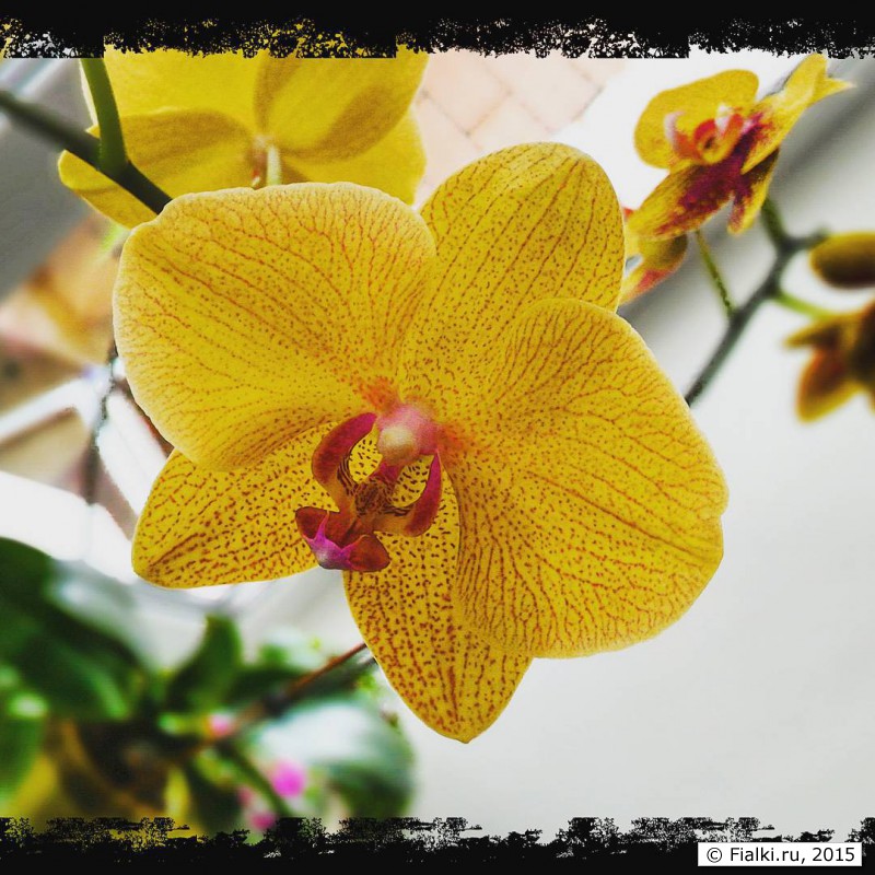 Женина орхидея