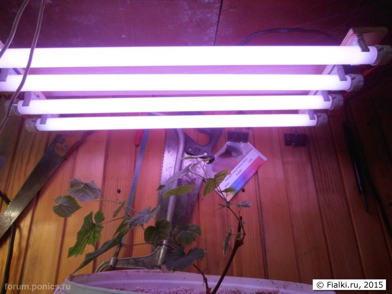 Лампа camelion ft8 36w bio 20151012122459 0800 0600 13852 Домострой