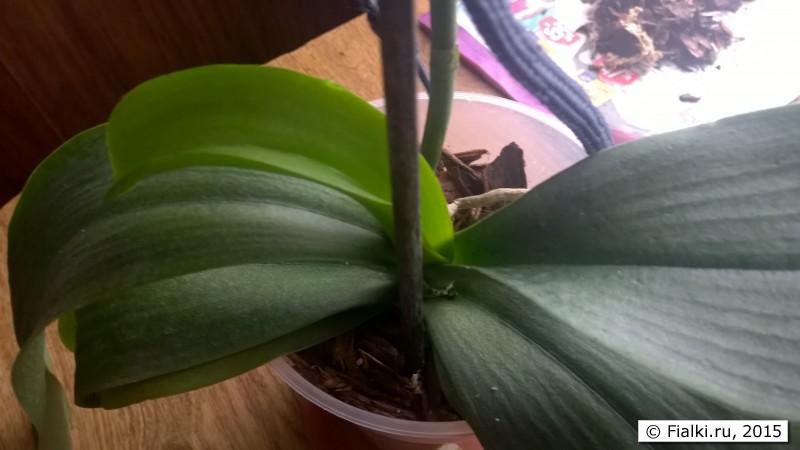 орхидея4