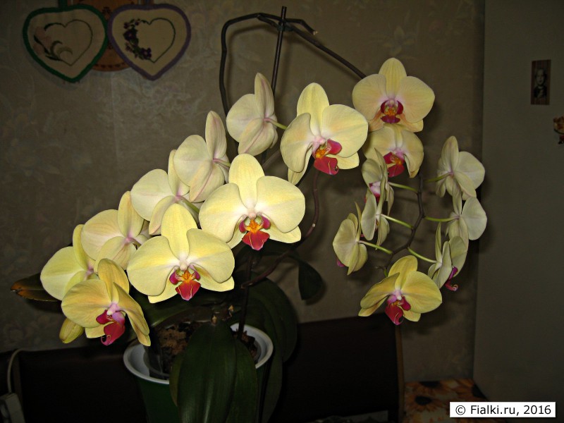 орхидея