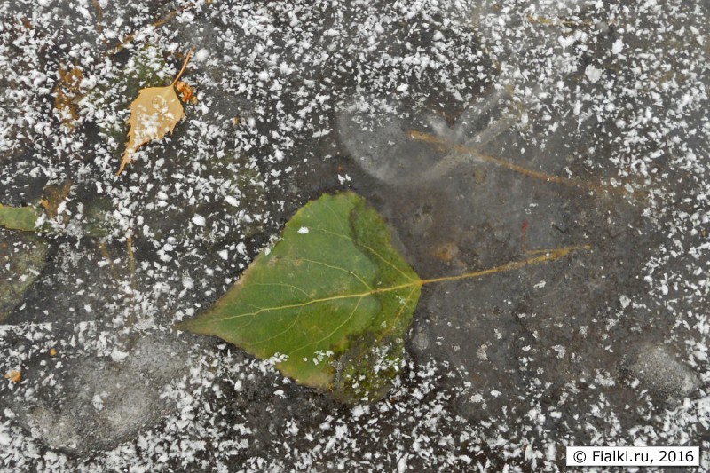 листия во льду