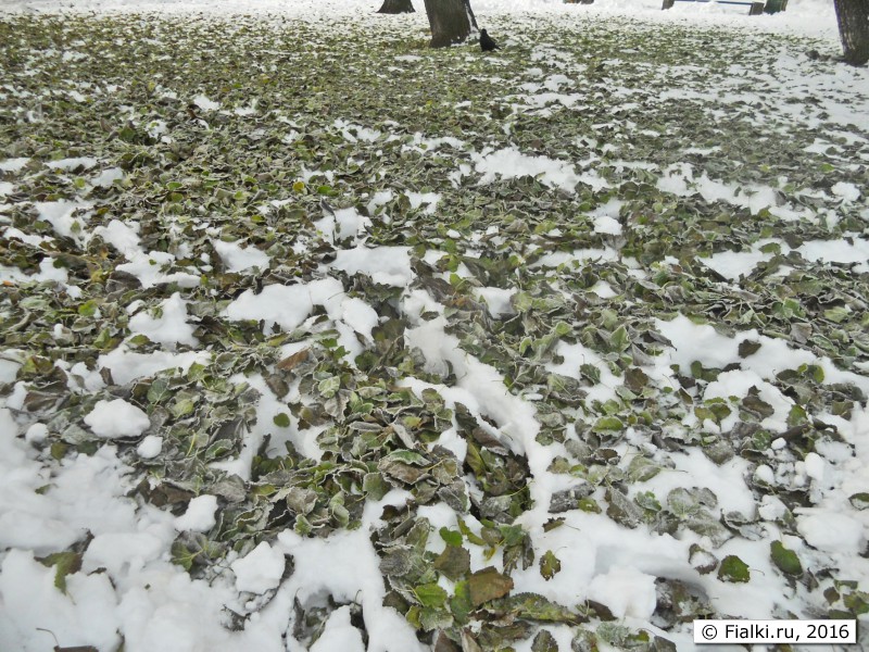 листья на снегу
