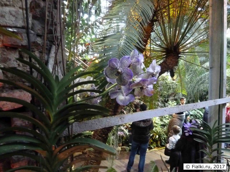 орхидея провожает