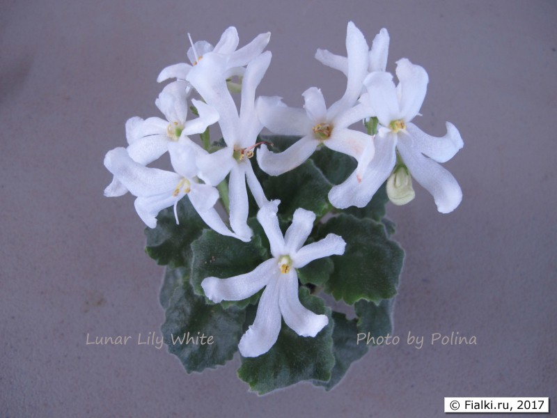 Lunar Lily White 3