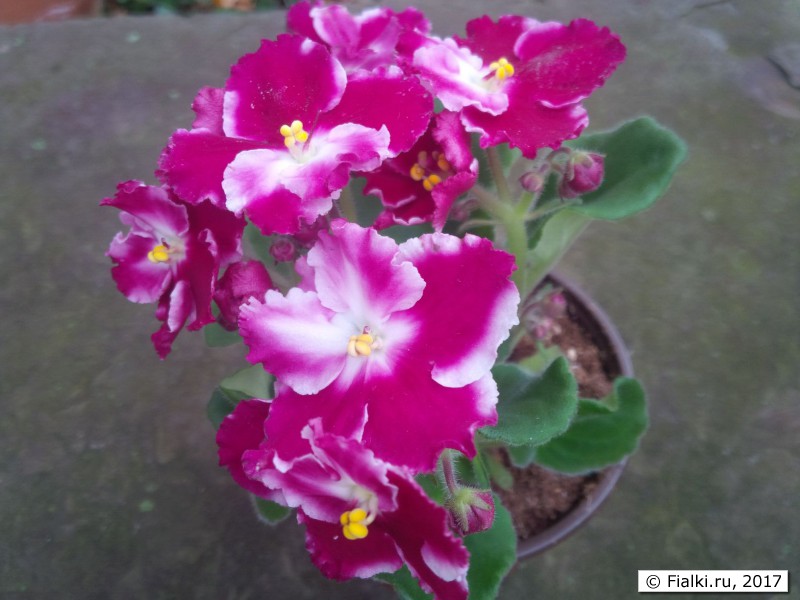 African-Violet-Red