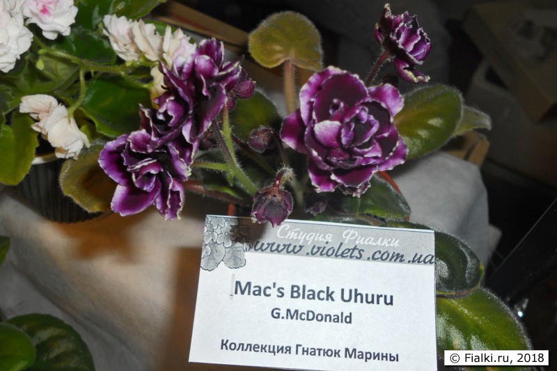Mac's Black Uhuru