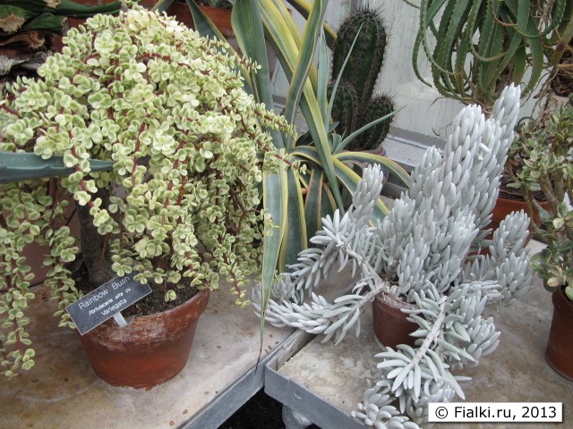 plant