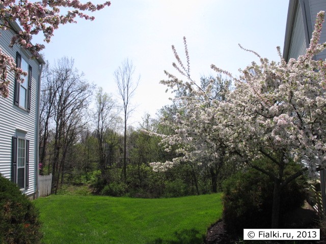 tree in bloom