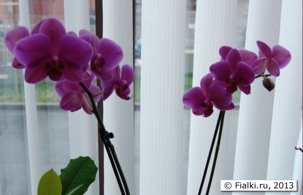 Орхидея фаленопсис фиолетовый