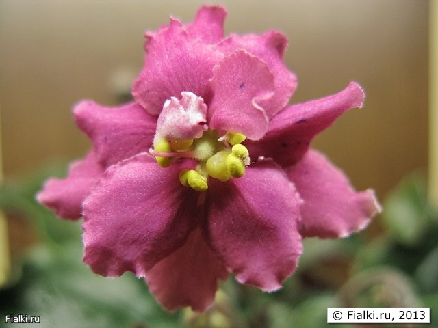 Ramblin' Pink Pizzazz