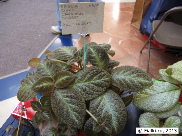 episcia