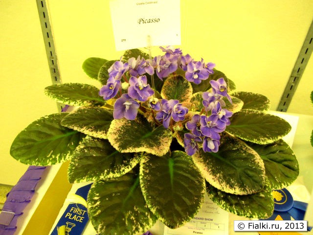 plant