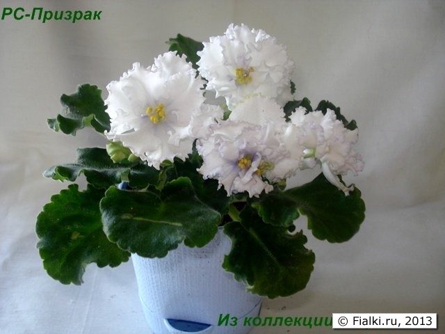Огромные (7см), полумахровые и махровые, объемные, гофрированные белые цветы с синим глазком и синими разводами. Средне-зелёная, волнистая листва.
