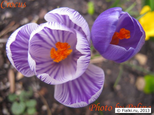crocus
