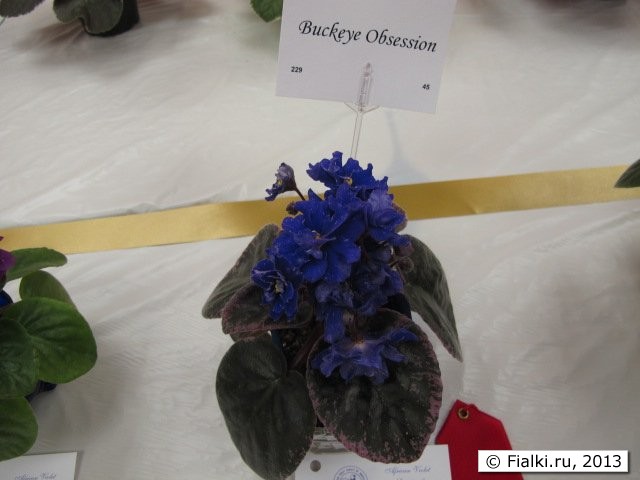 plant