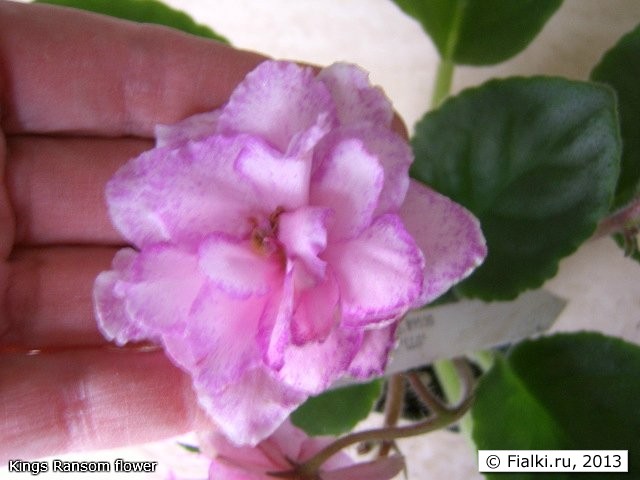 Kings Ransom flower