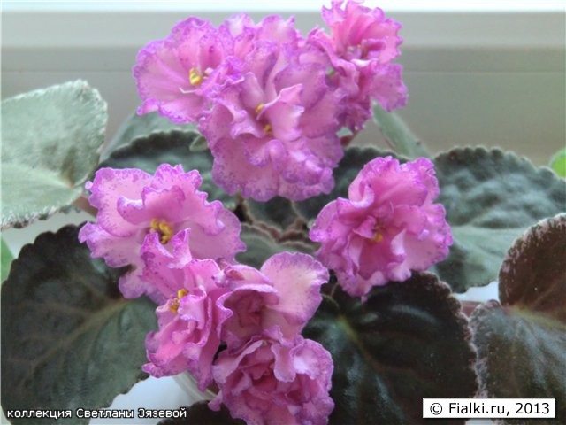 Buckeye Colossale