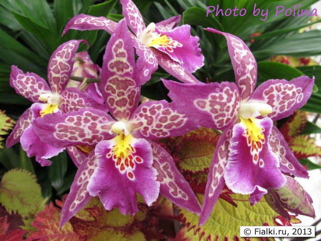 orchids