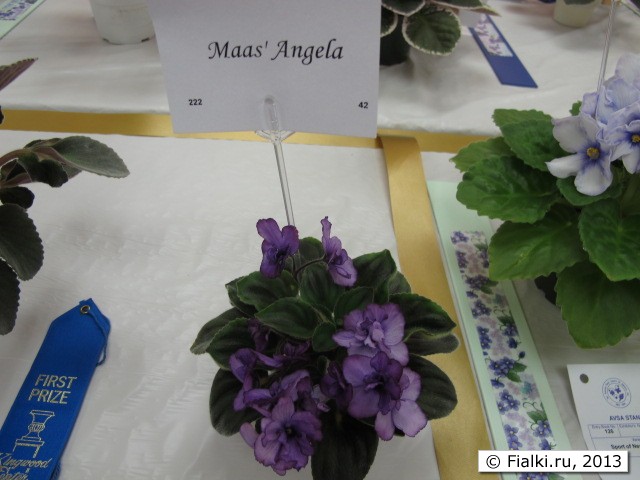 plant