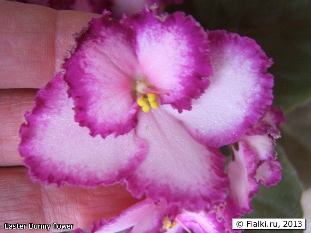 Easter Bunny flower