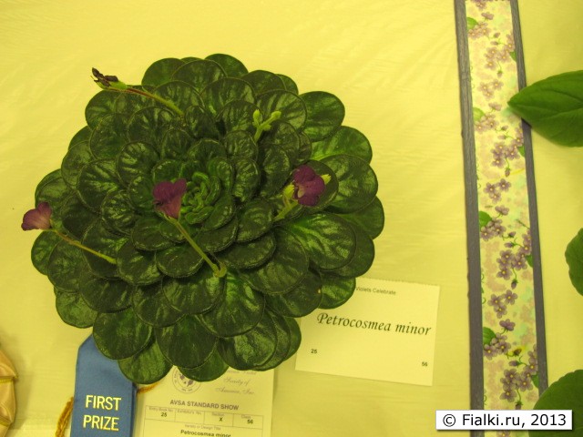 plant