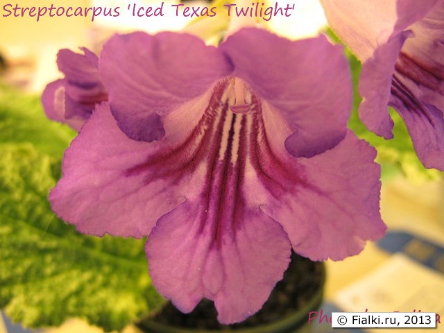 Iced Texas Twilight