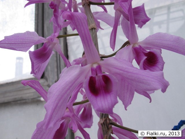 orchid