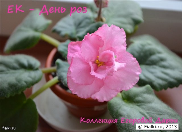 День роз
