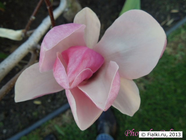 Magnolia