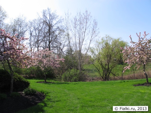 tree in bloom