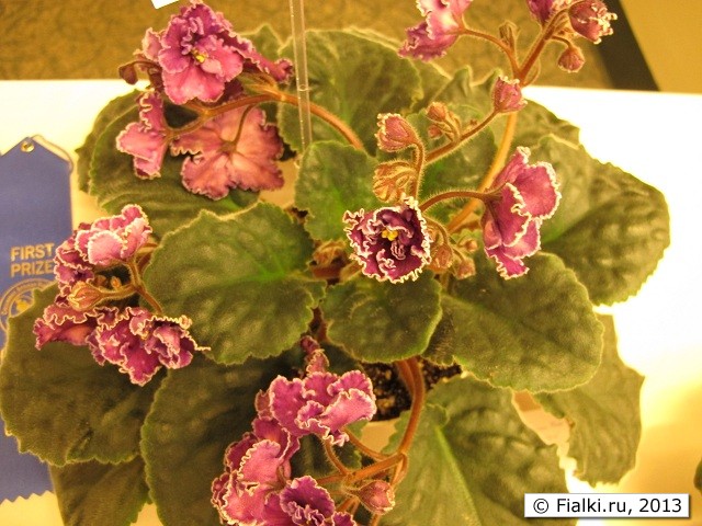 Spanish Dancer