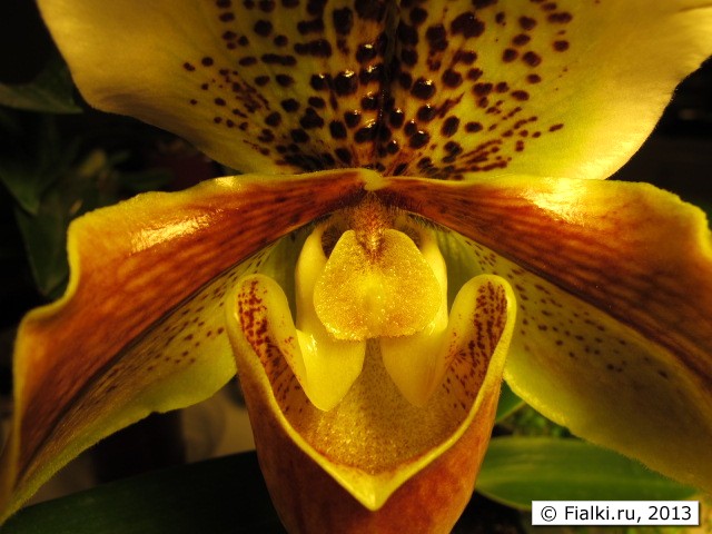 orchid