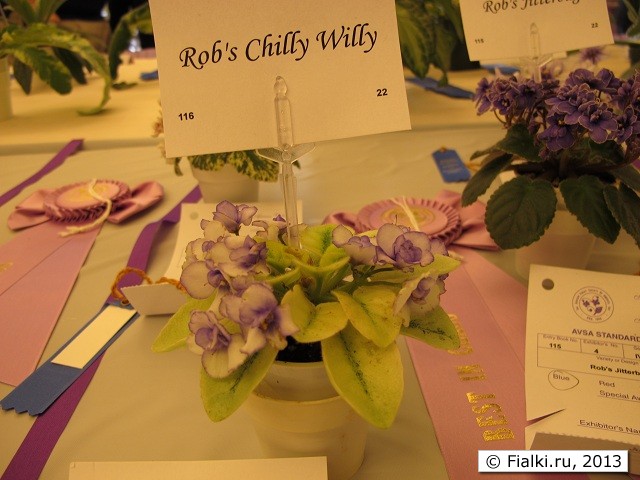Rob's Chilly Willy