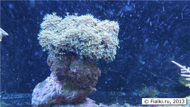 underwater flower