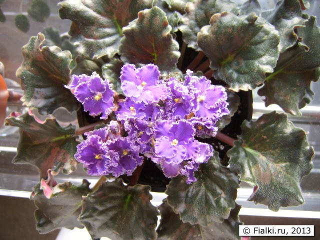 blue ruffle edges
