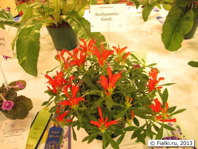 Aeschynanthus humilis