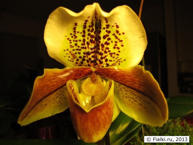 orchid