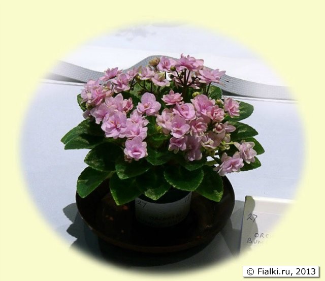 plant