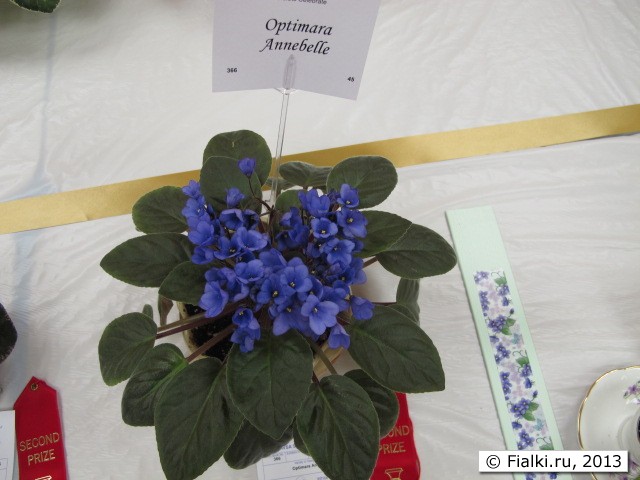 plant