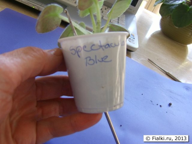 small plant