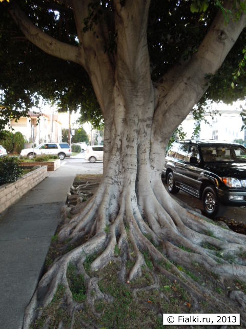 tree