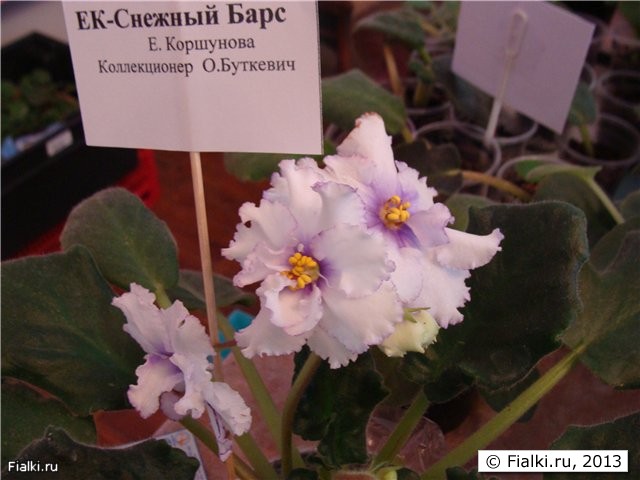 ЕК-Снежный Барс