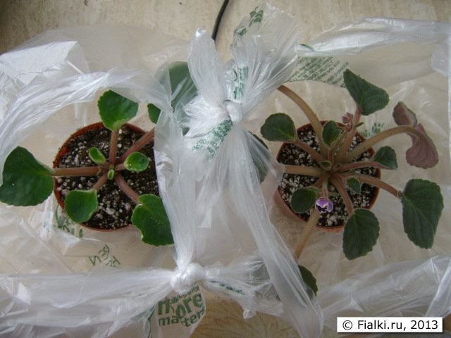 greenhouse 1