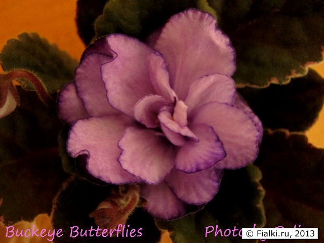 Buckeye Butterflies