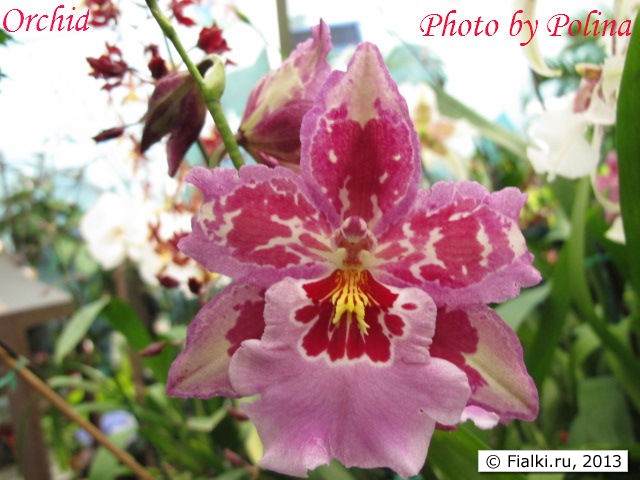 orchid